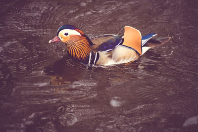 Close-up of duck swimming in lake