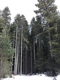 Pine trees in forest during winter