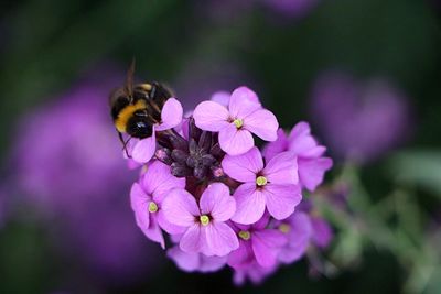 Close-up of bee on purple flower