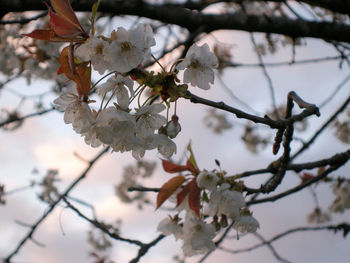 Low angle view of white flowers on branch