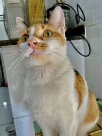 Close-up of cat looking away at home