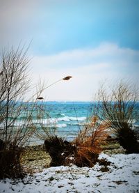 Close-up of birds flying over sea against sky