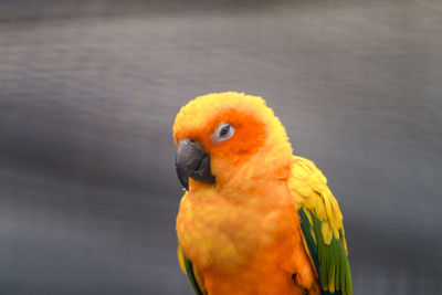 Close-up of parrot