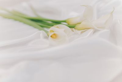 Close-up of white rose bouquet