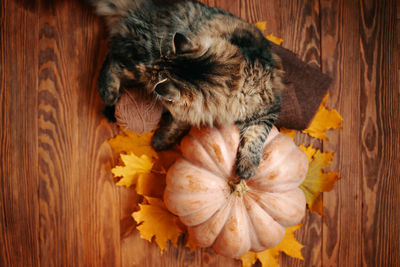 High angle view of cat on wooden floor