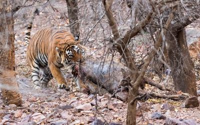 Tiger hunting in forest