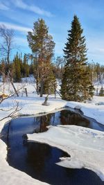 Trees on snow covered land against sky