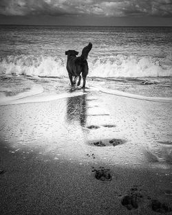 Full length of a dog on beach