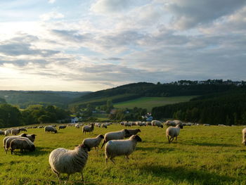 Sheep grazing on field against sky