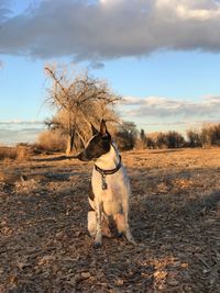 Dog standing on field against sky