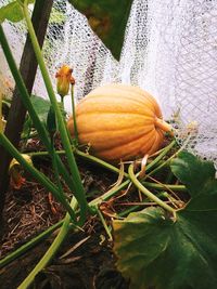 Close-up of pumpkin on field