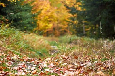 Autumn leaves on a field