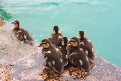 High angle view of ducklings on water