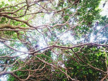 Low angle view of trees in forest