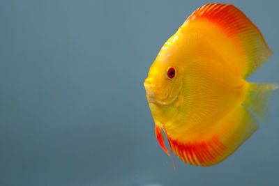 Close-up of yellow fish underwater