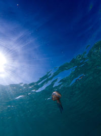 Turtle swimming in sea against sky