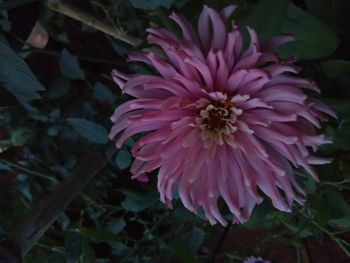 Close-up of pink dahlia blooming outdoors