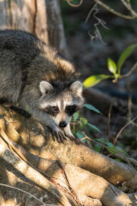 Young chubby raccoon procyon lotor hunts for food in the forest of naples, florida.