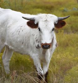 Texas longhorn cattle standing on grassy field