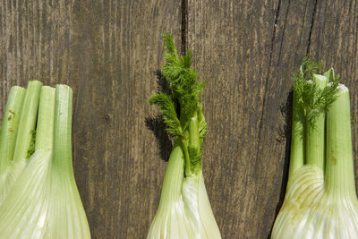 Close-up of fresh vegetables