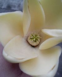 Close-up of white flower