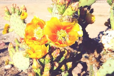 Close-up of yellow flowers