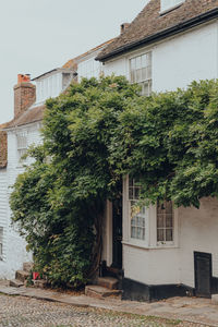 Exterior of a traditional english house in rye, east sussex, england, tree climbing over.