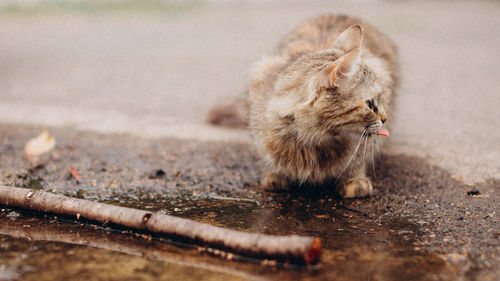 Cat lying on footpath