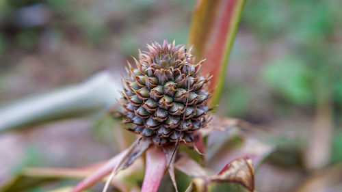 Close-up of pine like flower or fruit blossoming 