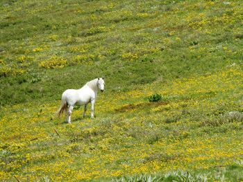 Horse on grass landscape