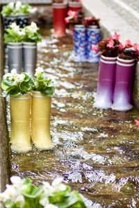 Close-up of potted plant on table
