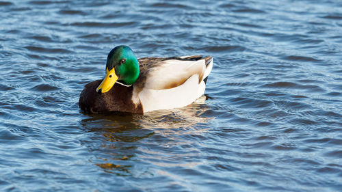 View of mallard duck swimming in lake