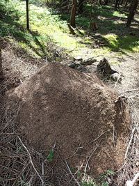 High angle view of trees growing on field