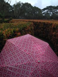 Close-up of plants growing on land