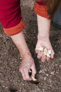 Close-up of woman planting garlic