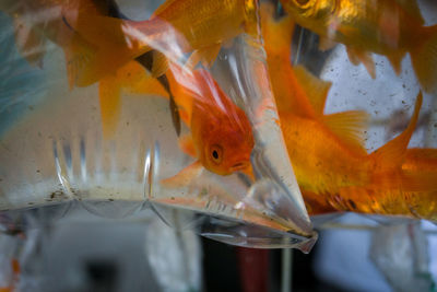 Close-up of fish swimming in sea