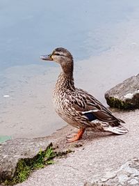 Close-up of bird perching on shore