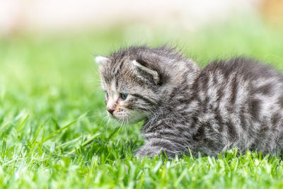 Close-up of a kitten