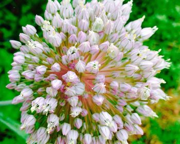 Close-up of white flowers