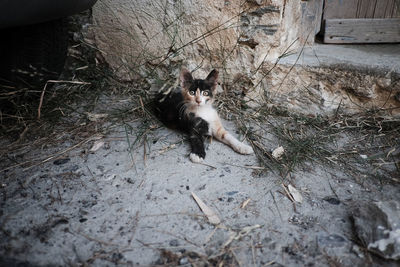 Portrait of cat sitting outdoors