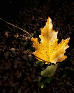 Close-up of yellow maple leaf on land