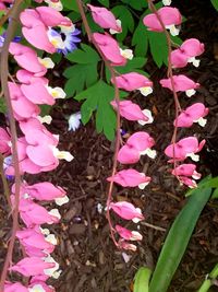 Close-up of pink flowers blooming outdoors