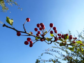 Low angle view of berries on tree against sky