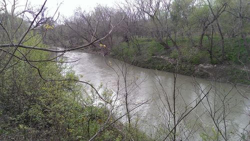 Reflection of trees in river