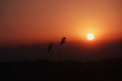 Silhouette plants against orange sky during sunset