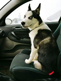 Close-up of cat sitting in car