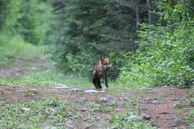 Fox on grass against trees