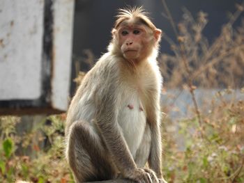 Portrait of monkey sitting outdoors