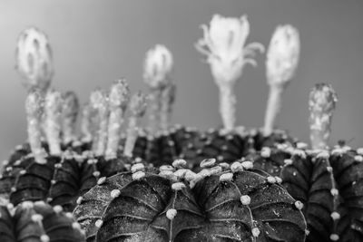 Close-up of succulent plant