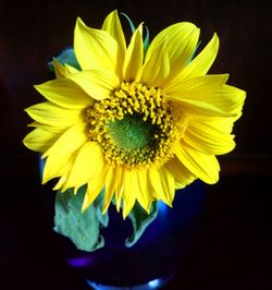 Close-up of yellow flower against black background